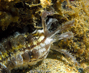 The "Thing". Really what it is call!   USVI   St John by John Roach 